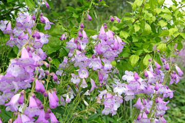 Pale purple and white penstemon, also known as foxglove beardtongue ‘Alice Hindley’ in flower.