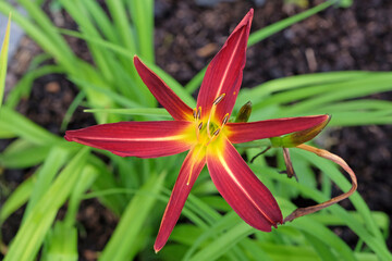 Obraz premium Red and yellow Daylily Hemerocallis ‘Hollywood Dragon Lady’ in flower.