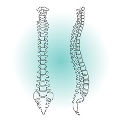 Human spine vector illustration. Human backbone icon. Chiropractor linear art. Vertebrae. Anatomy sign. Continuous one line drawing. Simple sketch of part of skeleton. Front and side view.
