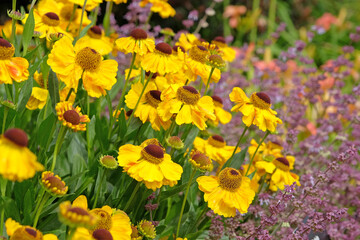 Yellow helenium sneezeweed, ‘El Dorado’ in flower.