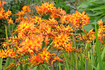 Orange and yellow Crocosmia, also known as falling stars, ‘Firestarter’ in flower.
