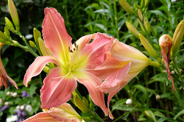 Fototapeta premium Pink and yellow Daylily Hemerocallis ‘Webster’s Pink Wonder’ in flower.