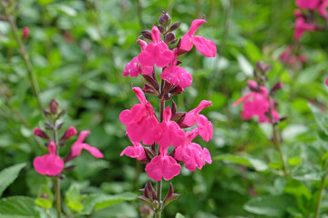 Bright pink Salvia microphylla ‘Cerro Potosí’, also known as baby sage, in flower.