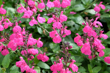 Bright pink Salvia microphylla ‘Cerro Potosí’, also known as baby sage, in flower.