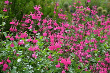 Bright pink Salvia microphylla ‘Cerro Potosí’, also known as baby sage, in flower.