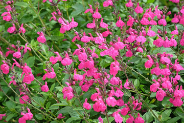 Bright pink Salvia microphylla ‘Cerro Potosí’, also known as baby sage, in flower.