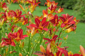 Red Daylily Hemerocallis ‘Stafford’ in flower.