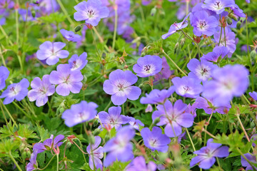 Purple hardy geranium cranesbill ‘Rozanne’ in flower.