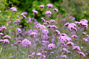 Lilac purple Verbena bonariensis, also known as purple top vervain, clustertop vervain, Argentinian vervain, in flower.