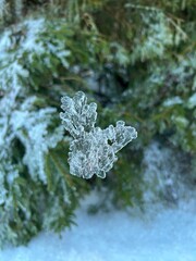 The icy snowflake falling in the forest.