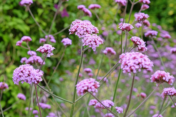 Obraz premium Lilac purple Verbena bonariensis, also known as purple top vervain, clustertop vervain, Argentinian vervain, in flower.