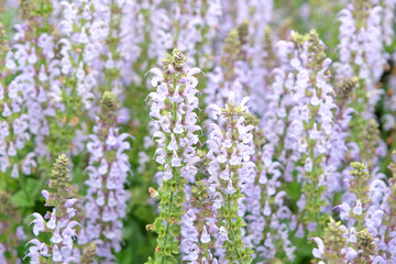 Fototapeta premium Pale blue spires of Salvia x sylvestris ‘Crystal Blue’, or wood sage in flower.