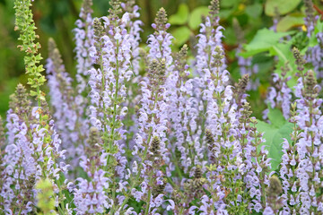 Obraz premium Pale blue spires of Salvia x sylvestris ‘Crystal Blue’, or wood sage in flower.