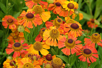 Orange and yellow helenium sneezeweed ‘Waltraut’ in flower.