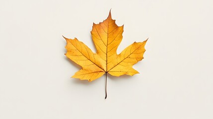 Single maple leaf isolated on transparent background