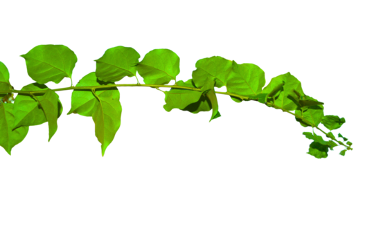Green branch with leaves isolated on transparent background. Natural fresh plant leaf. Green twig of tree branch. Tree Leaf. Spring decoration design elements. Cut-out, PNG