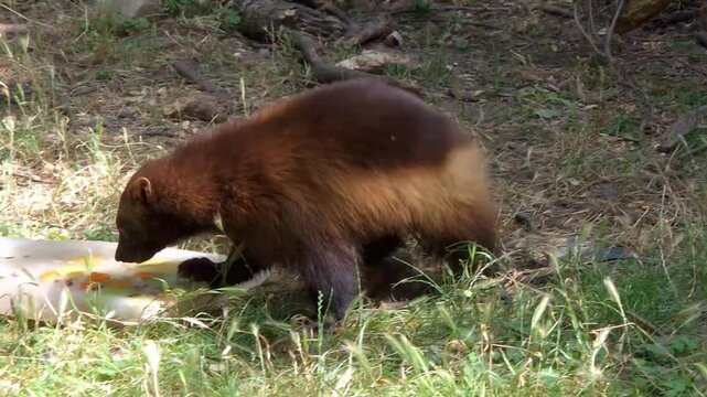 Wolverine is playing with ice cream, its scientific name is Gulo gulo
