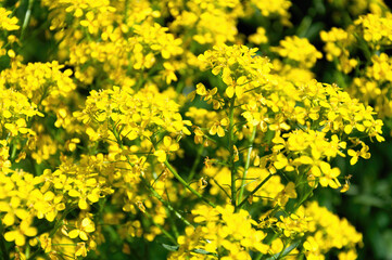 A bunch of yellow flowers with green leaves.