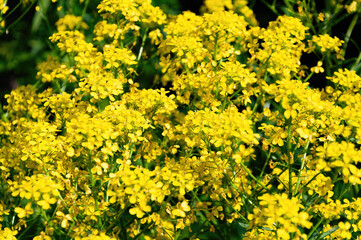 A bunch of yellow flowers with green leaves.