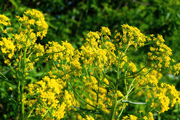 A bunch of yellow flowers with green leaves.