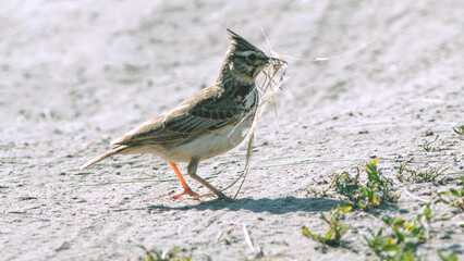 sparrow on the ground
