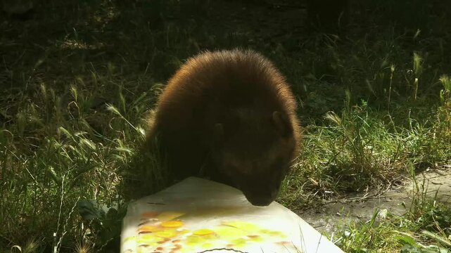 Wolverine is playing with ice cream, its scientific name is Gulo gulo