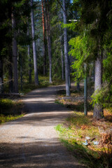 Walking path in the spring forest on a sunny morning