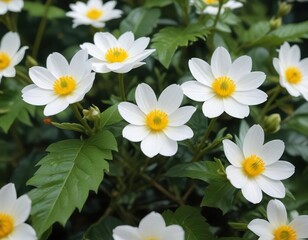 Obraz premium White flower buds with bright yellow centers surrounded by lush green foliage, vibrant, vibrant