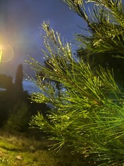 Pine tree at night in Gorica. High quality photo