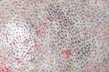 Detail of head with shaved hair. Macro photo of shaved head.