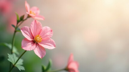 Obraz premium Delicate Pink Blooms in Soft Sunlight, a Gentle and Serene Floral Scene with a Blurred Background