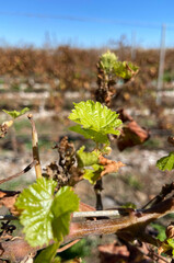 Winter view on a vineyards located near Guimar,
Tenerife, Canary Islands, Spain.Grape plant of Marmajuelo variety with new tiny green leaves.Selective focus.