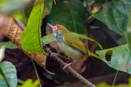 dark-necked tailorbird (Orthotomus atrogularis), a songbird species, observed at Dehing Patkai in Assam, India