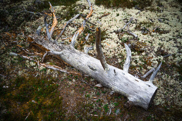 A Rustic Log is Resting on the Forest Floor, Completely Covered with Soft and Green Lichen
