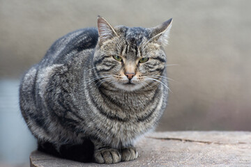 Obraz premium Fat tabby cat on the street and looking at the camera..Improper nutrition of pets.