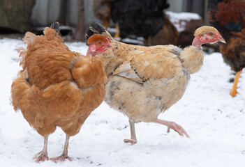 Domestic bare-necked chickens in a coop in winter. Chickens walking in the snow.