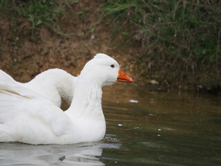 Domestic white geese flock swimming on a small pond at rural farm. Traditional poultry farming scene with waterfowl on natural water surface surrounded by green grass