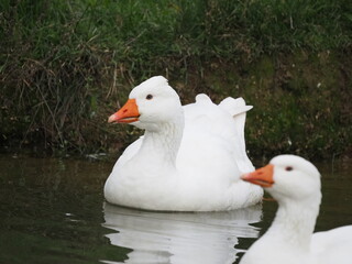 Domestic white geese flock swimming on a small pond at rural farm. Traditional poultry farming scene with waterfowl on natural water surface surrounded by green grass