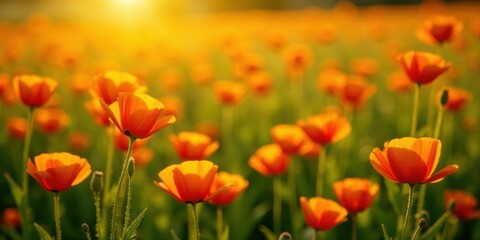 Obraz premium Golden Hour Poppy Field A Serene Landscape of Vibrant Blooms Basking in the Warm Glow of the Setting Sun