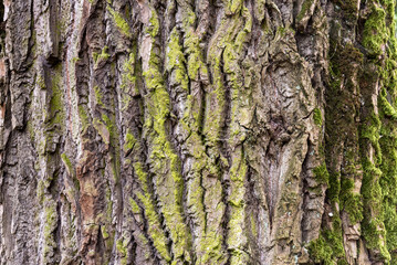Texture of the bark of an old tree.