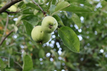 Green two apples on the tree