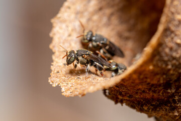 Close-Up of Stingless Bees on a Nest Entrance
