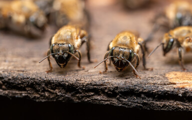 Macro Shot of Stingless Bees on a Wooden Surface