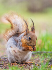 Squirrel eats a nut while sitting in green grass. Eurasian red squirrel, Sciurus vulgaris
