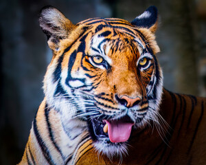 A Bengal tiger is shown with its mouth open and tongue hanging out