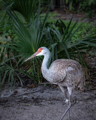 A Florida Sandhill Crane with a long neck and red beak stands in a field of green grass