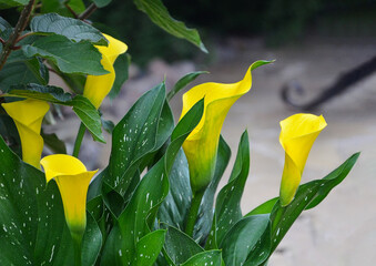 yellow flowers in the garden