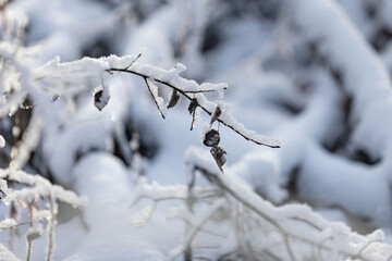 Snow on tree branch with leaves in Alaska.