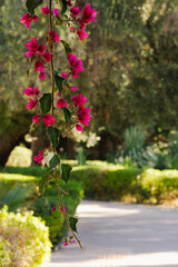 A pink flower is hanging from a tree