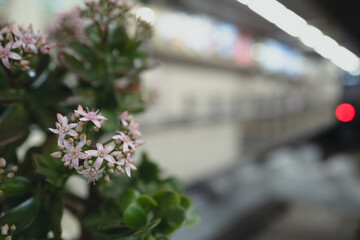 幸運の花、カネノナルキの花、 jade plant、money tree、 dollar plant